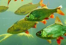 Where Can You Find Freshwater Fish Being Sold? Freshwater Fish Sold