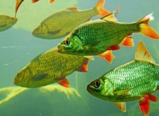 Where Can You Find Freshwater Fish Being Sold? Freshwater Fish Sold