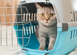 Tips for Boarding Your Cat Boarding Your Cat