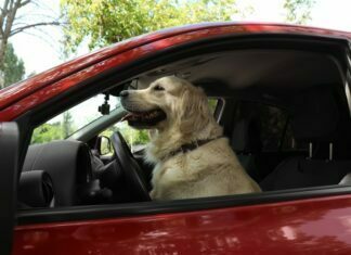 Why You Should Consider Hiring a Pet Taxi Service for Your Next Trip Pet Taxi