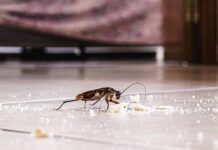 Hidden Household Pests You Need to Watch Out For Household Pests