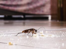 Hidden Household Pests You Need to Watch Out For Household Pests