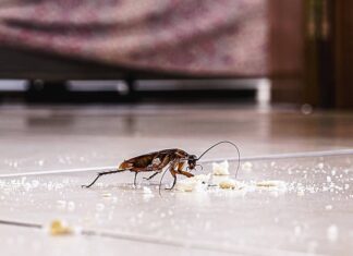 Hidden Household Pests You Need to Watch Out For Household Pests