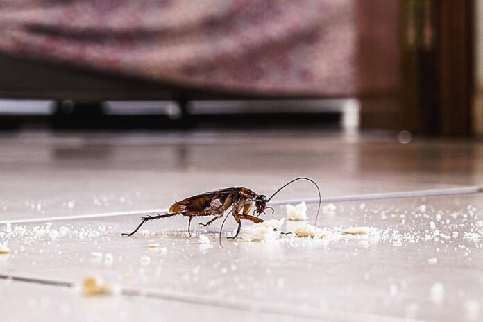 Household Pests Household Pests